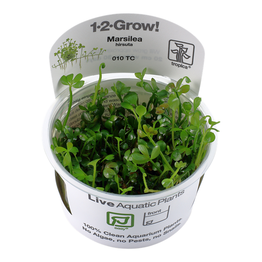 Marsilea Hirsuta - Tropica 1-2 Grow