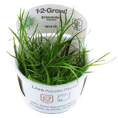 Eriocaulon 'Vietnam'
