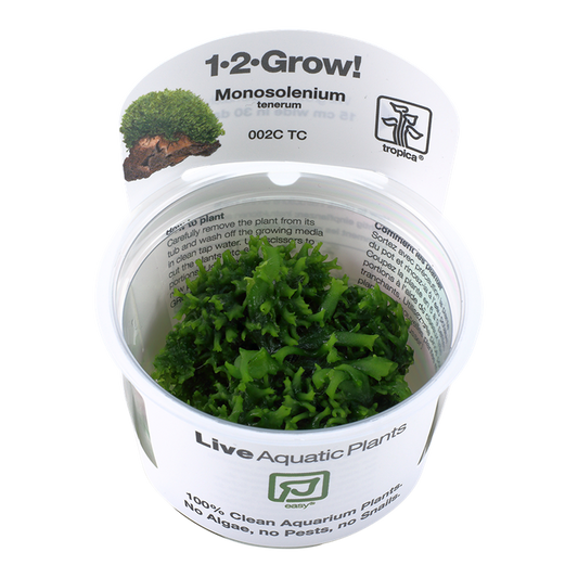 Monosolenium Tenerum - Tropica 1-2 Grow