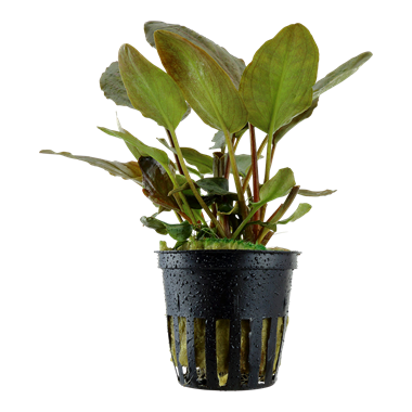 Lagenandra Meeboldii 'Red' 5cm pot