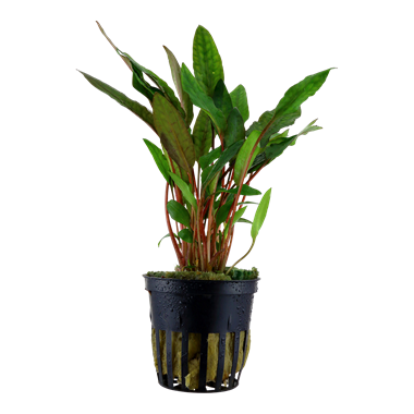 Cryptocoryne Becketii 'Petchii' - Aquadip
