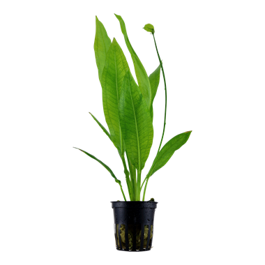 Amazon Sword - Echinodorus 'Bleherae" XL