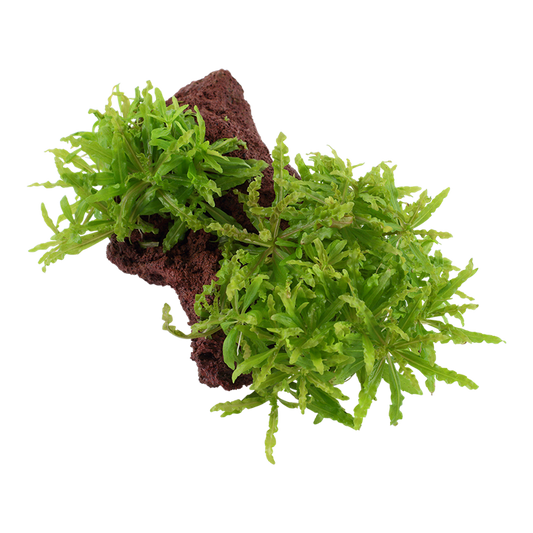 Pogostemon Helferi on Lava Rock