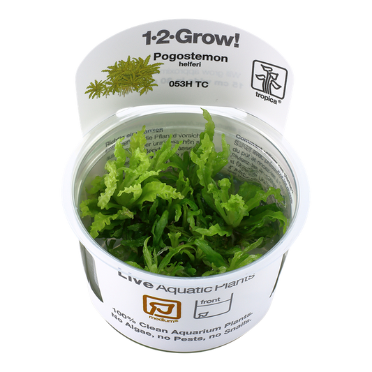 Pogostemon Erectus - Tropica 1-2 Grow