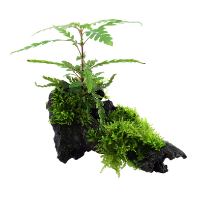 Hygrophila pinnatifida and moss