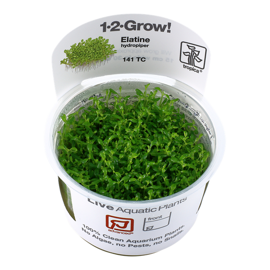 Elatine Hydropiper Tropica 1-2 Grow