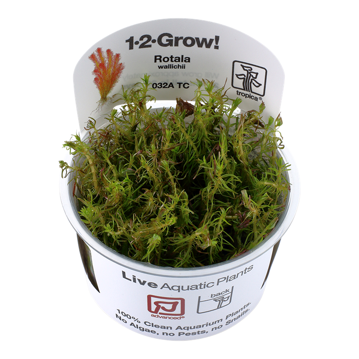 Rotala Wallichii - Tropica 1-2 Grow