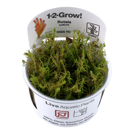 Rotala Wallichii - Tropica 1-2 Grow