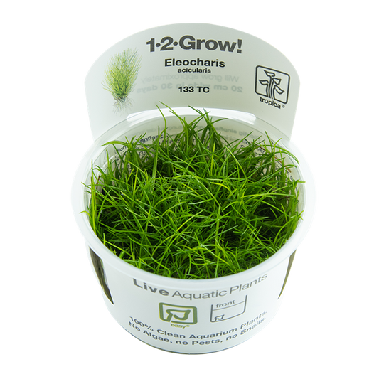 Hairgrass - Eleocharis Acicularis - Tropica 1-2 Grow