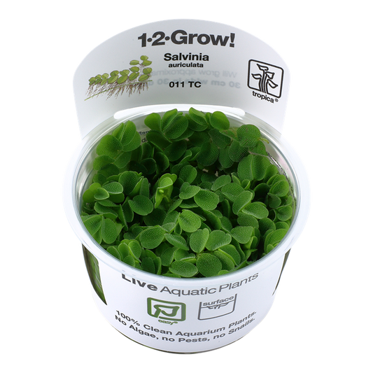 Salvinia auriculata - Tropica 1-2 Grow