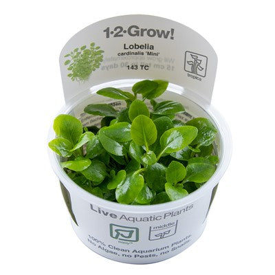 Lobelia Cardinalis 'Mini' - Tropica 1-2 Grow