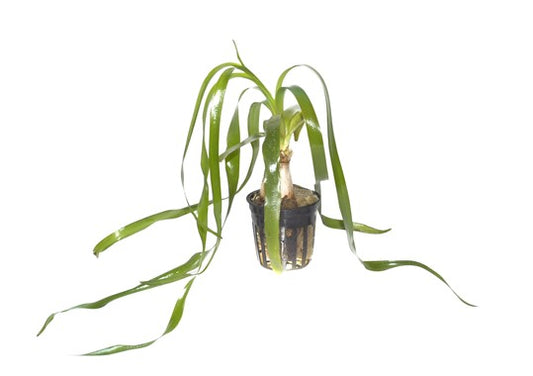 Crinum Thaianum