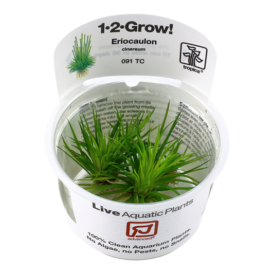 Eriocaulon Cinereum - Tropica 1-2 Grow