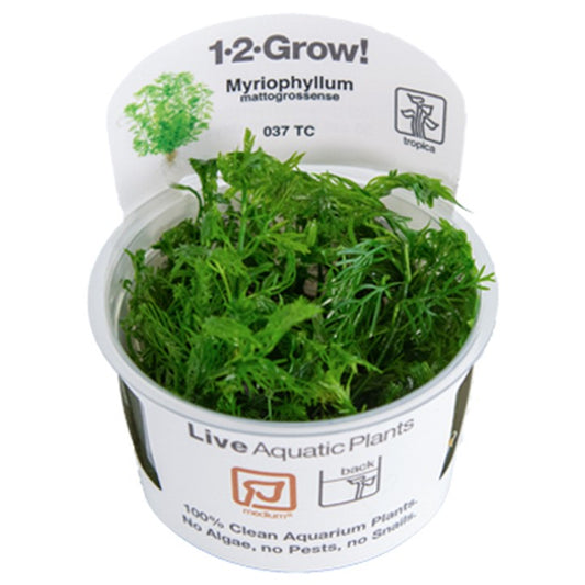 Myriophyllum matogrossense - Tropica 1-2 Grow