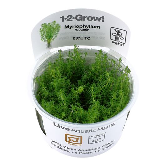 Myriophyllum 'Guyana' - Tropica 1-2 Grow