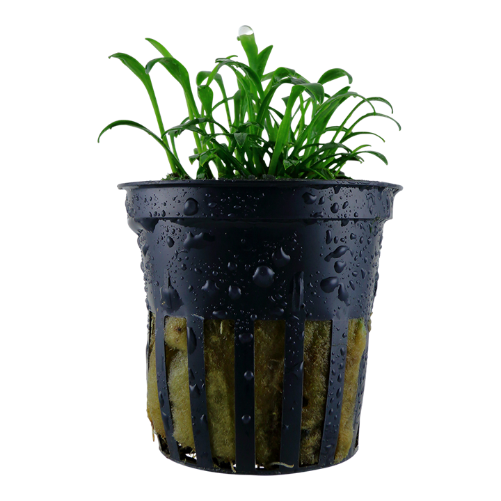 Cryptocoryne Parva 5cm pot