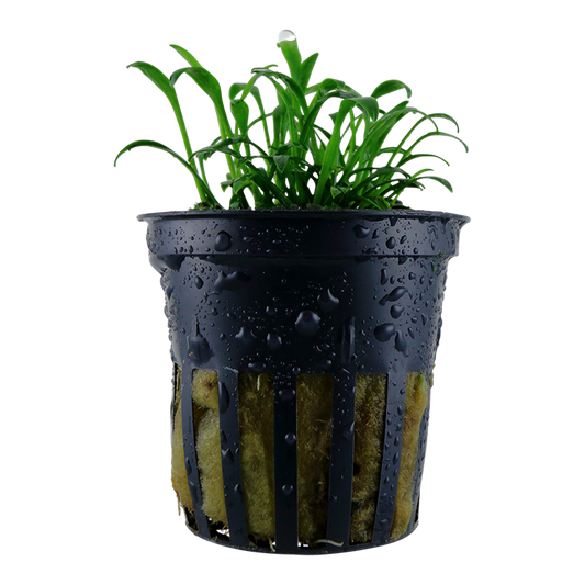 Cryptocoryne Parva 5cm pot