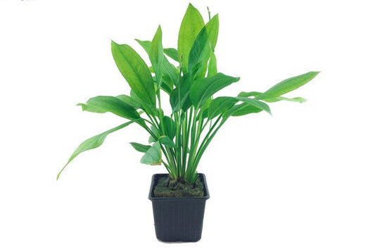 Amazon Sword - Echinodorus 'Bleherae" XL