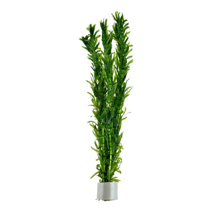 Elodea Densa Bunch