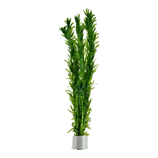 Elodea Densa Bunch