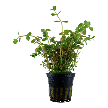 Rotala Rotundifolia 5cm Pot