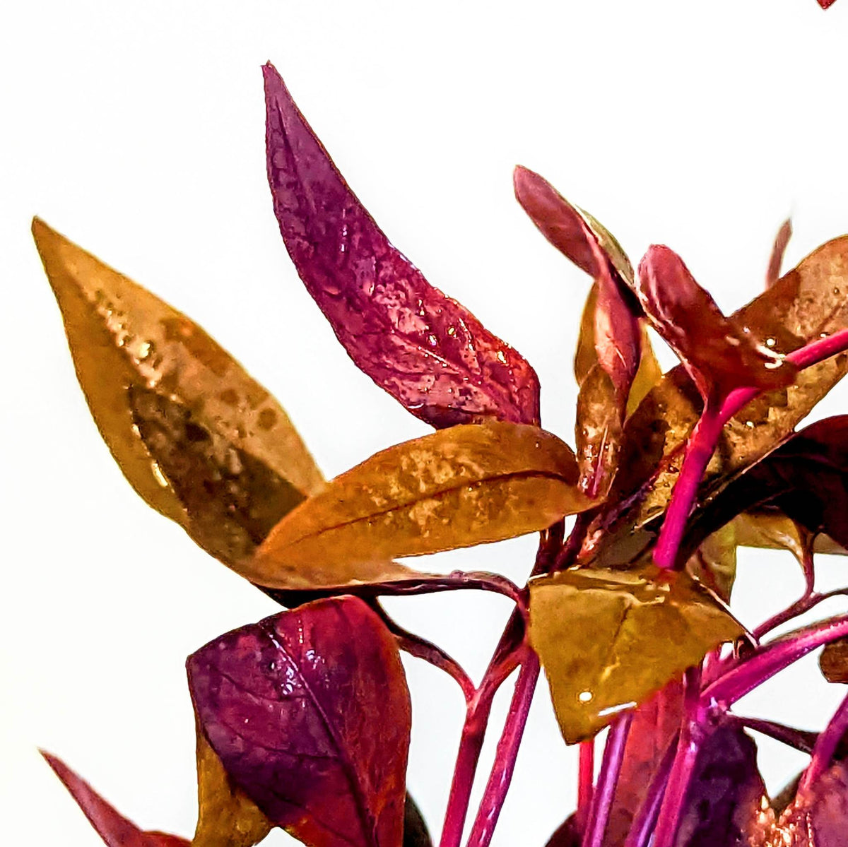 Alternanthera Sessilis 5cm pot