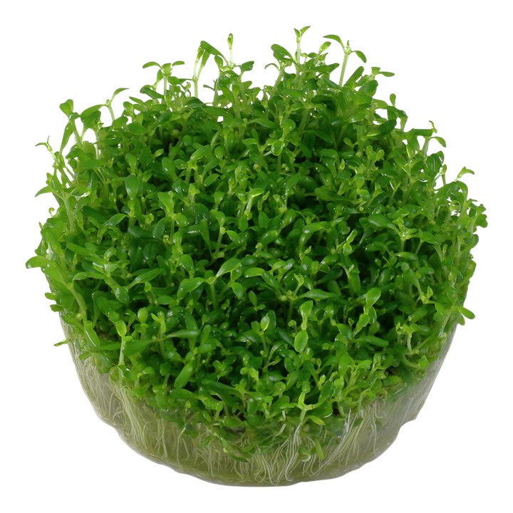 Elatine Hydropiper Tropica 1-2 Grow