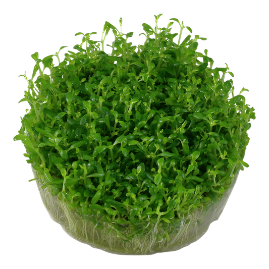 Elatine Hydropiper - Tropica 1-2-Grow