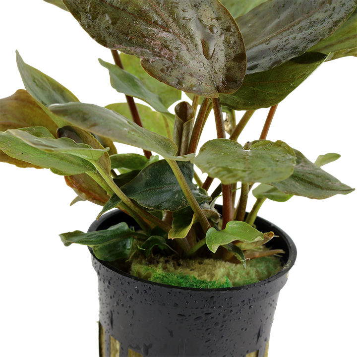 Lagenandra Meeboldii 'Red' 5cm pot