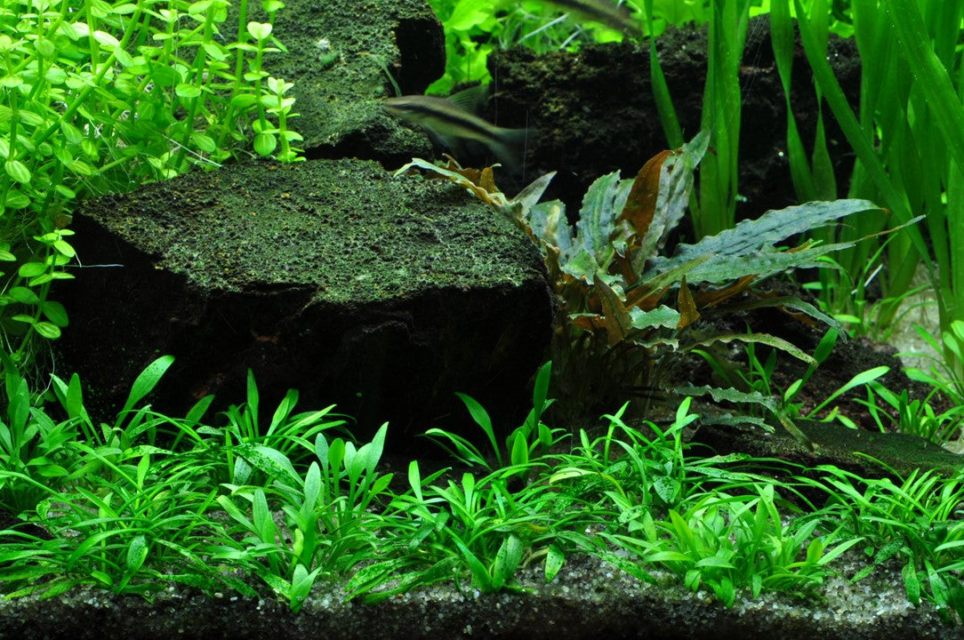 Cryptocoryne Parva 5cm pot