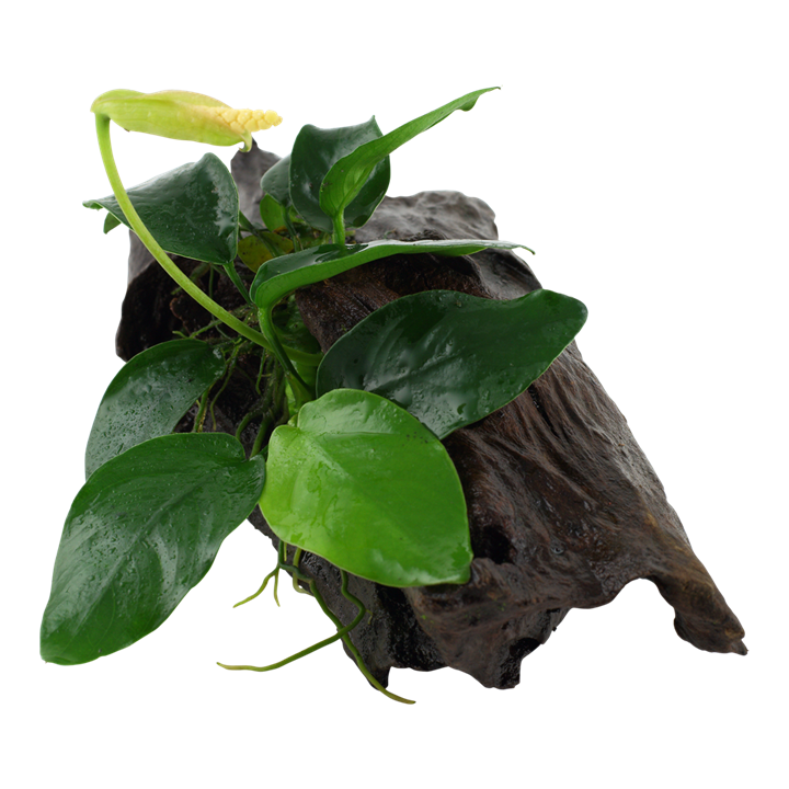 Anubias Nana on Bogwood