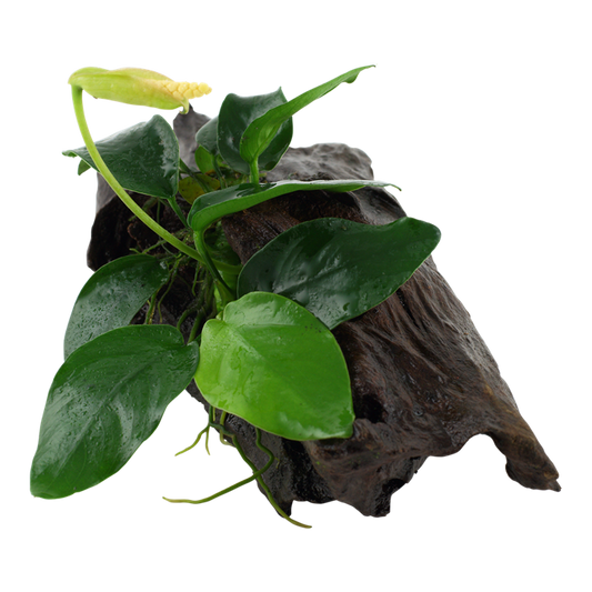 Anubias Nana on Bogwood
