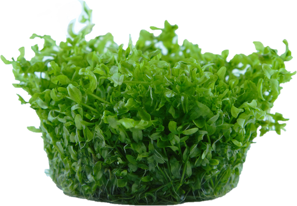 Hemianthus Micranthemoides - Tropica 1-2 Grow
