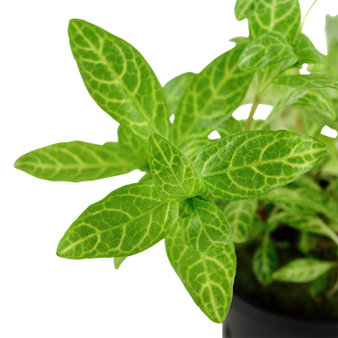 Hygrophila Rosanervig 5cm Pot
