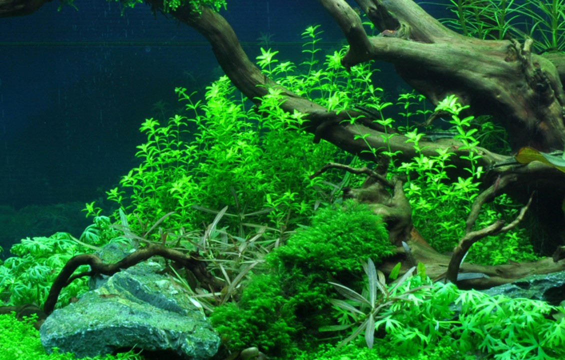 Hemianthus Micranthemoides - Tropica 1-2 Grow