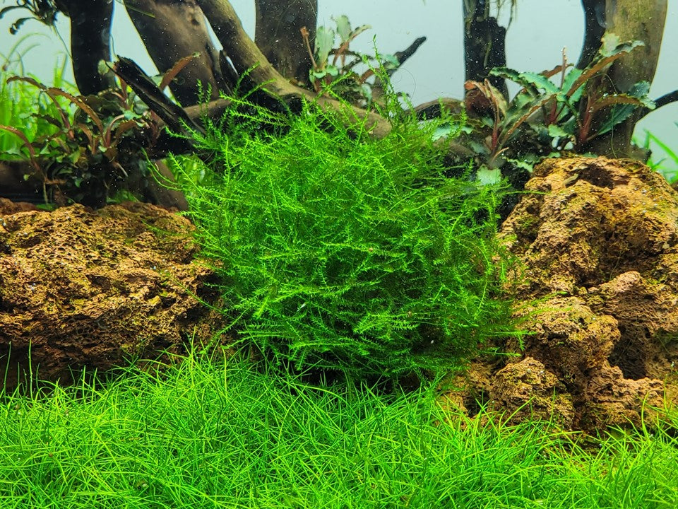 Leptodictyum Riparium -  Tropica 1-2 Grow