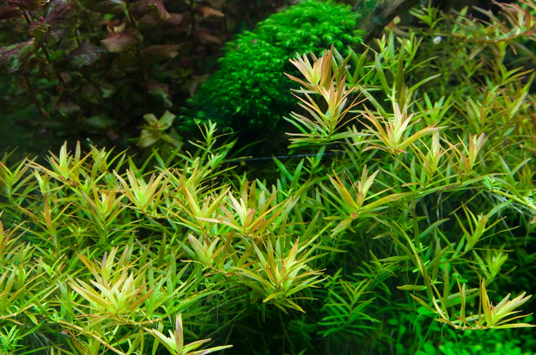 Rotala rotundifolia 'H'ra' - Tropica 1-2 Grow