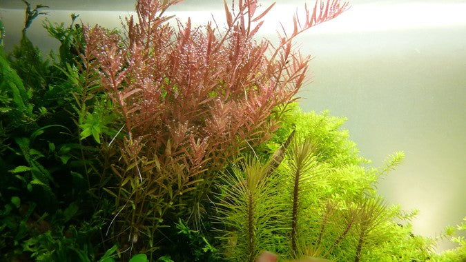 Rotala Rotundifolia 5cm Pot