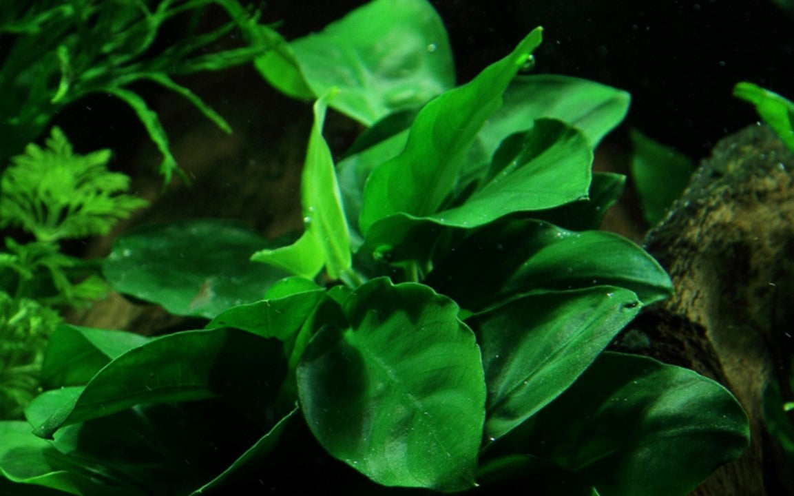 Anubias Nana on Bogwood