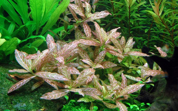 Hygrophila Rosanervig 5cm Pot