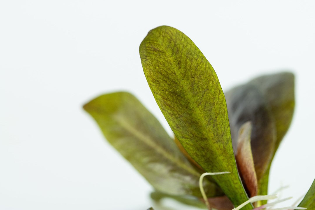 Echinodorus 'Reni' Tropica 1-2 Grow