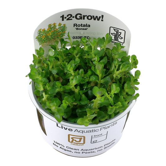 Rotala indica 'Bonsai' - Tropica 1-2 Grow