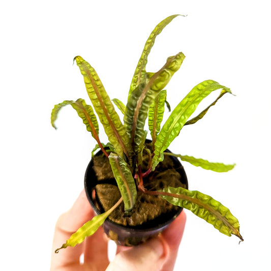 Cryptocoryne Balansae 5cm pot