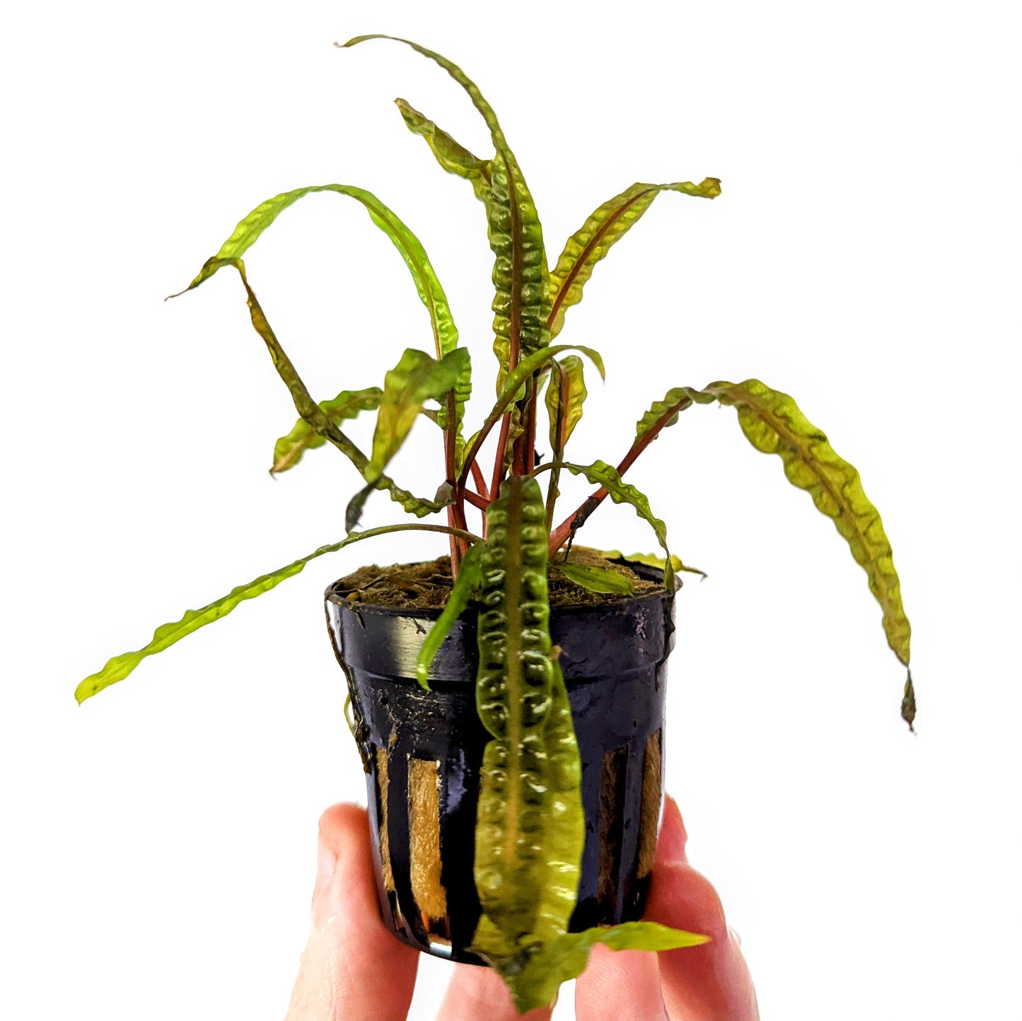 Cryptocoryne Balansae 5cm pot
