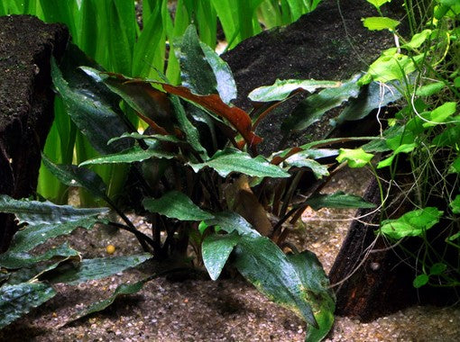 Cryptocoryne Becketii 'Petchii' - Aquadip