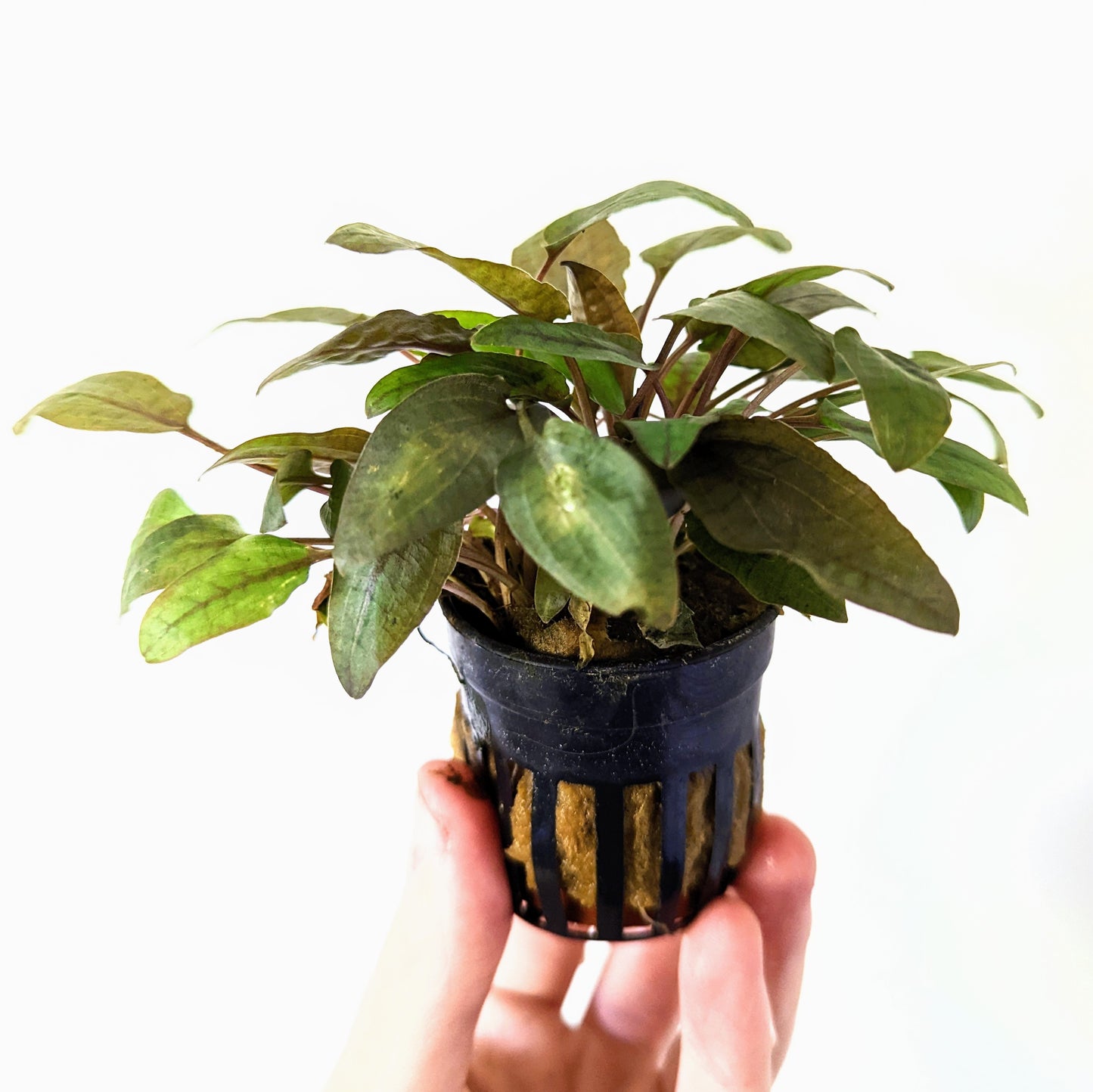 Cryptocoryne Walkerii 5cm pot