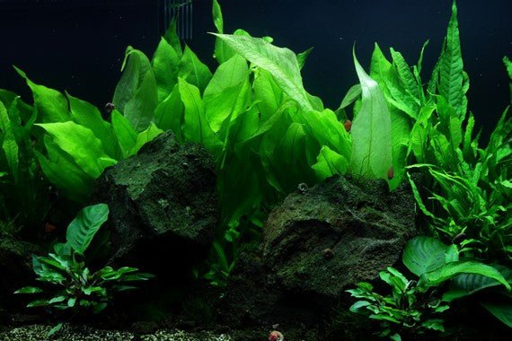 Amazon Sword - Echinodorus 'Bleherae" XL