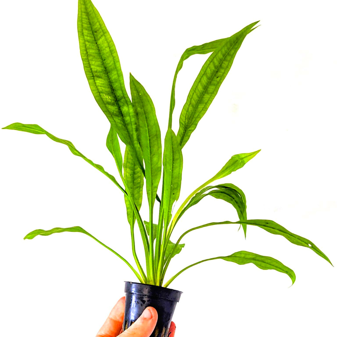 Echinodorus Paniculatus - Amazon Sword 5cm Pot