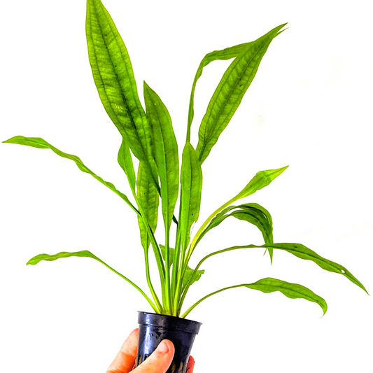 Echinodorus Paniculatus - Amazon Sword 5cm Pot