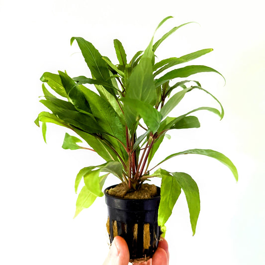 Hygrophila Angustifolia 5cm Pot